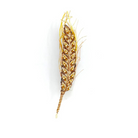 Køb Broche - Ear of Wheat Brooch Pin | 429,00 | Fri fragt over 149 kr. | Hurtig levering | Dag til dag levering | TROVELORE | Vintage, Håndlavet, Hand made, Førsteklasses materialer, Godt design, Kvalitetsarbejde, Indien