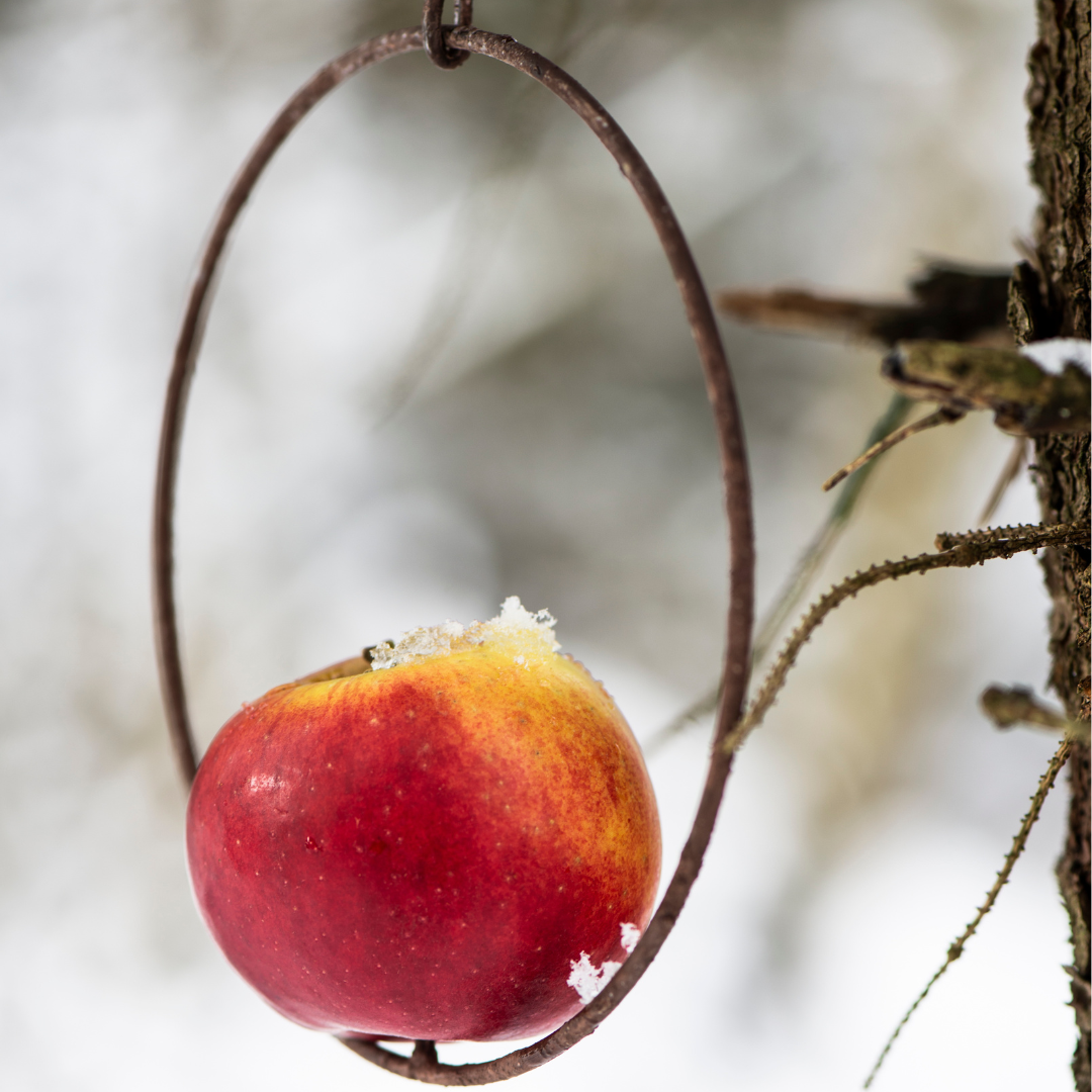 Spyd til fuglefoderkugler