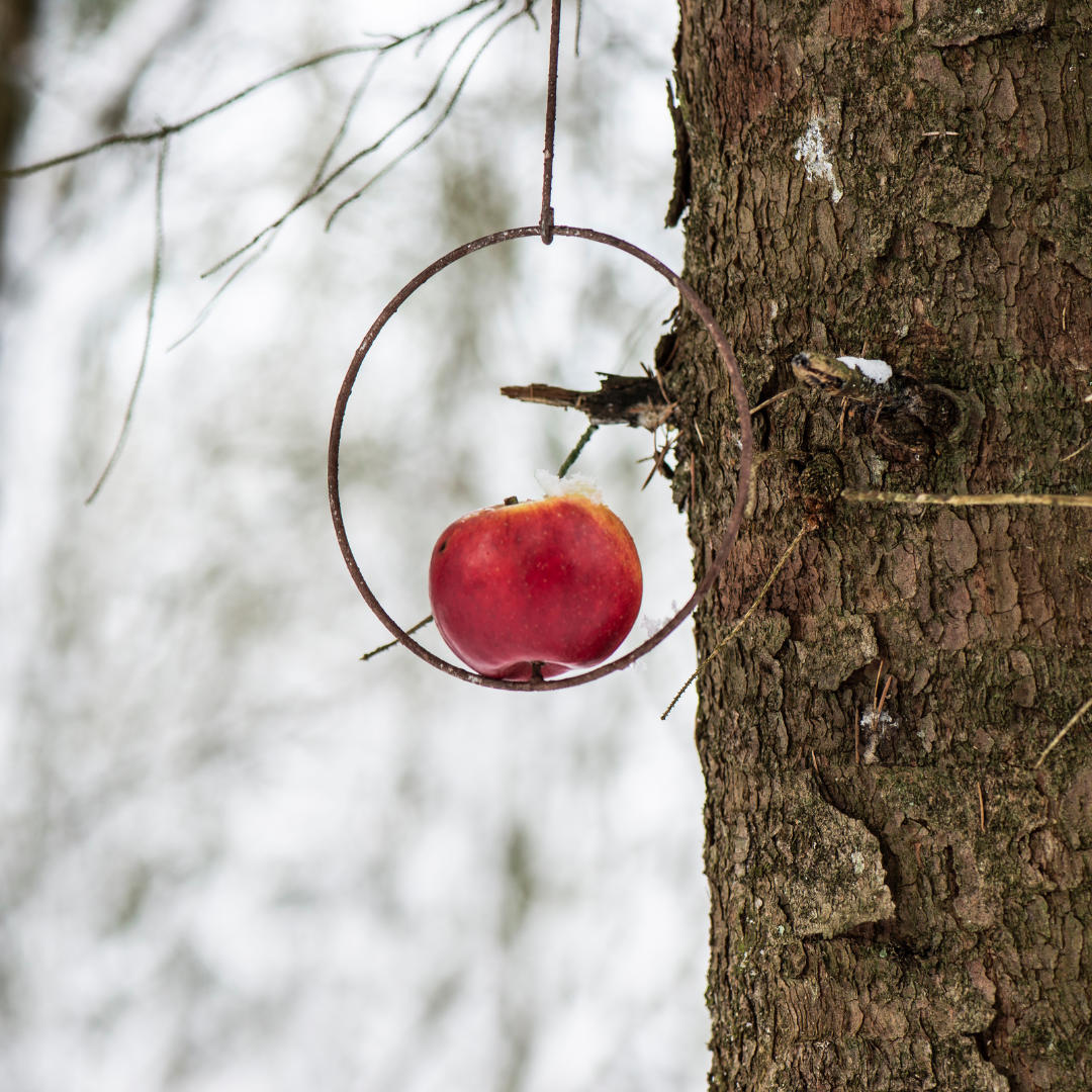 Spyd til fuglefoderkugler