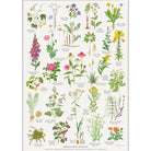 Køb Plakat Lægeplanter | fra 39,95 |Fri fragt over 149 kr. | Hurtig levering | Dag til dag levering | Koustrup & Co | Billede, Kunst