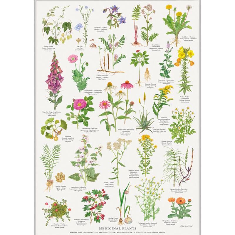 Køb Plakat Lægeplanter | fra 39,95 |Fri fragt over 149 kr. | Hurtig levering | Dag til dag levering | Koustrup & Co | Billede, Kunst