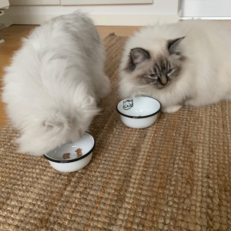 Køb Katteskål emalje | 38,95 | Fri fragt over 149 kr. | Hurtig levering | Dag til dag levering | Ib Laursen | Køkkenskål, Dyreskål, Skål til dyr, Kattemad, Missemad, Kattefoder