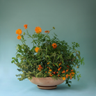 Køb Urtepotte Ada Raw Rosa | fra 349,00 | Fri fragt over 149 kr. | Hurtig levering | Dag til dag levering | Potte, Skjuler, Urtepot, Blomsterskjuler, Potteskjuler, Blomsterpotte, Bergs Potter, BERGS signature