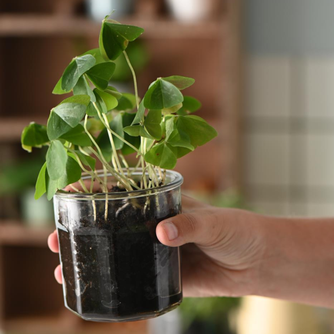 Køb Marmeladeglas uden låg | 15,00 | Fri fragt over 149 kr. | Hurtig levering | Dag til dag levering | Ib Laursen | Glas, Glasvase, Vase, Marmeladeglas, Potteplante, Potte