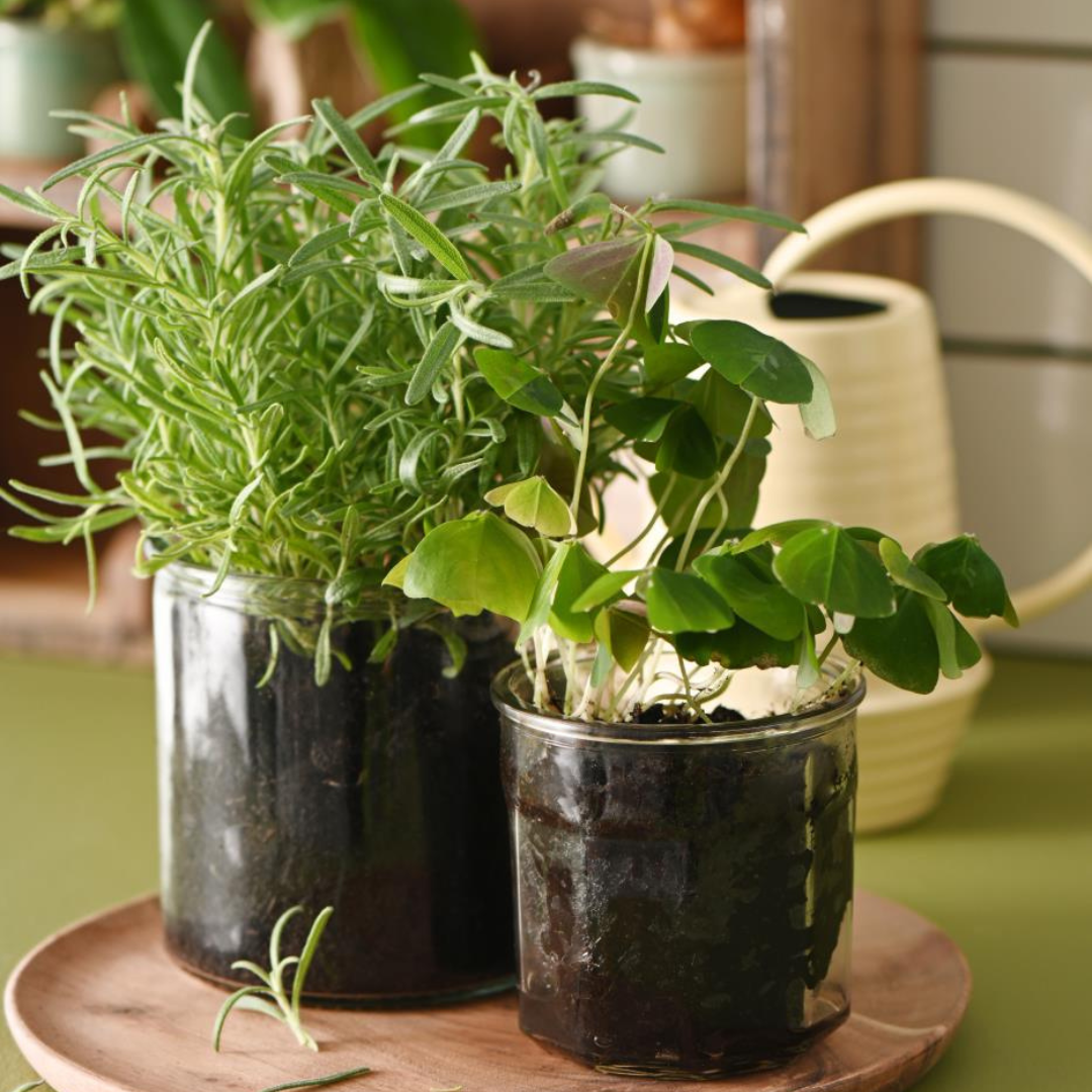 Køb Marmeladeglas uden låg | 15,00 | Fri fragt over 149 kr. | Hurtig levering | Dag til dag levering | Ib Laursen | Glas, Glasvase, Vase, Marmeladeglas, Potteplante, Potte