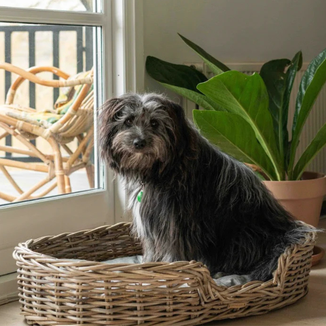 Hundekurv