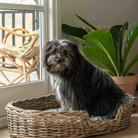 Hundekurv