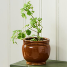 Rund brun keramikskjuler med markerede riller og blank glasur med grøn plante