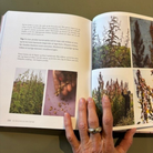 Opslået bog med tekst og farvefotos af blomsterplanter, side 236 i Magiske Blomsterfrø