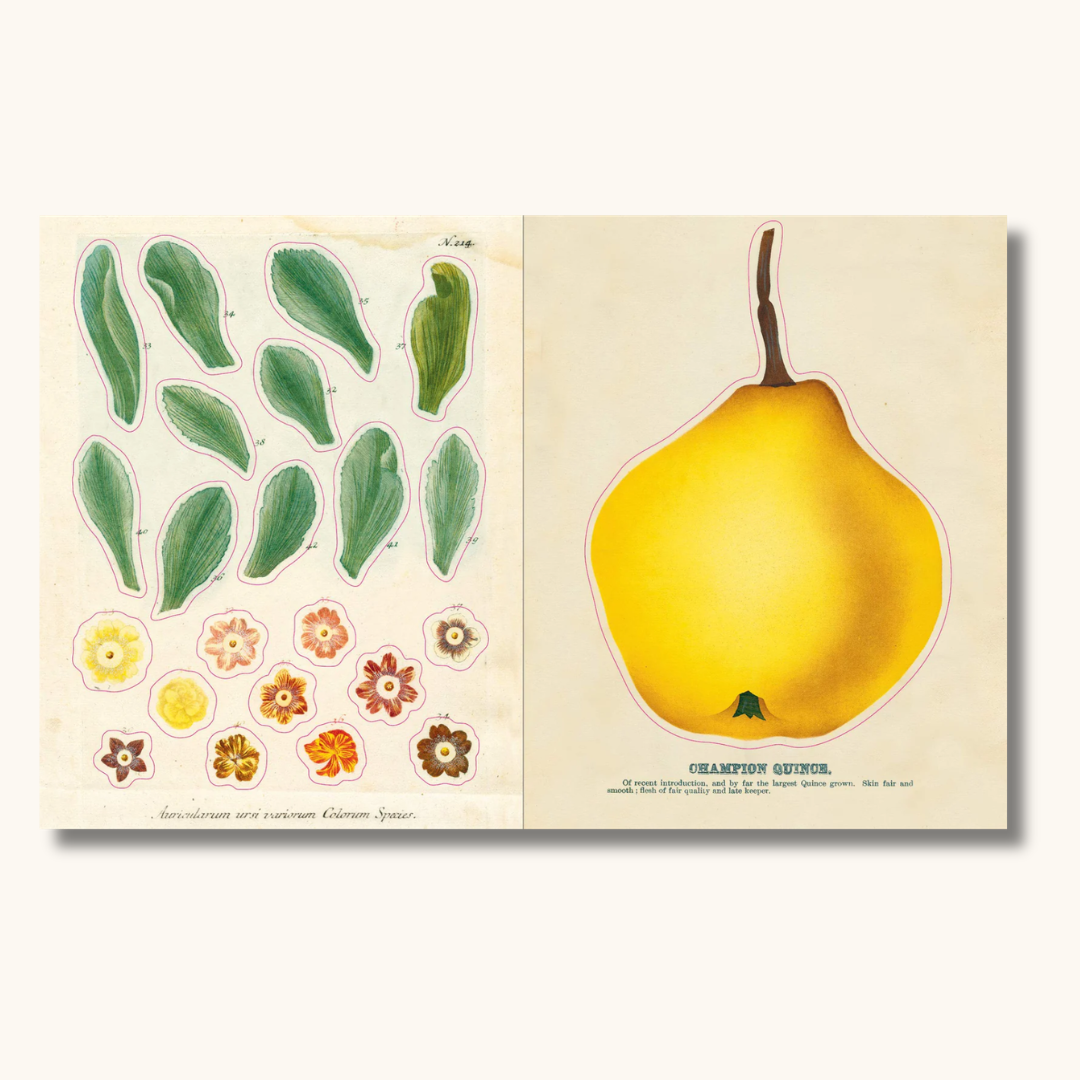 Opslået klistermærkebog med botaniske illustrationer af blade, blomster og gul kvæde