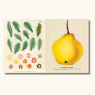 Opslået klistermærkebog med botaniske illustrationer af blade, blomster og gul kvæde