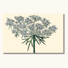 Botanisk illustration af hvid skærmblomst på cremefarvet baggrund