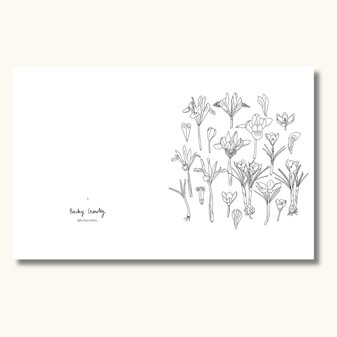 Hvid malebog med sort linje-illustration af krokusblomster på højre side