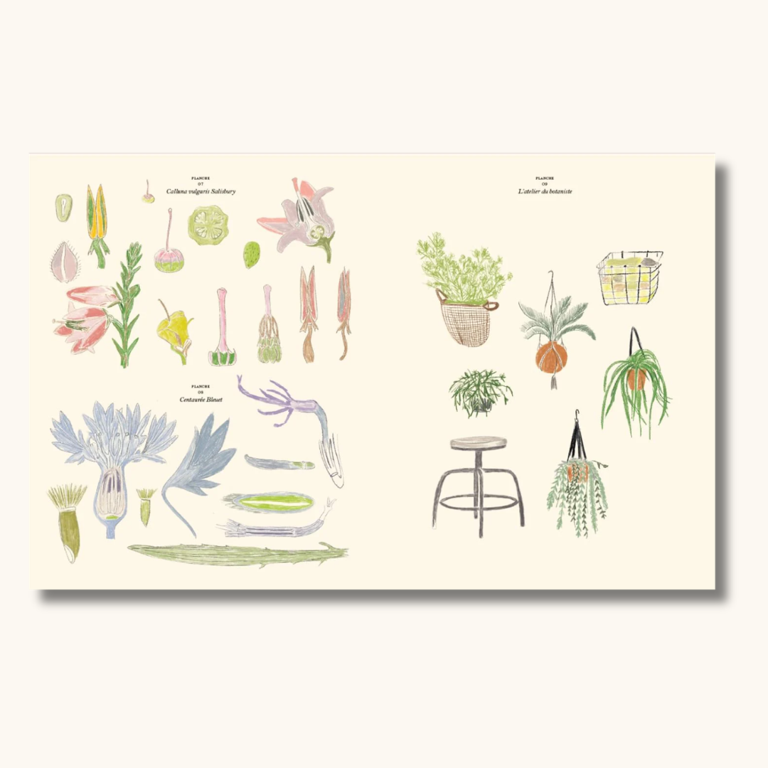 Opslag fra malebog med botaniske illustrationer af blomster og hængeplanter i pastelfarver