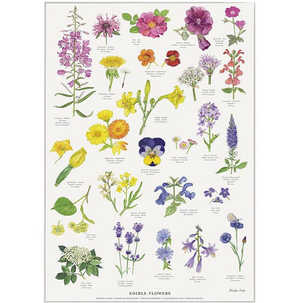 Køb Plakat Spiselige blomster | fra 39,95 |Fri fragt over 149 kr. | Hurtig levering | Dag til dag levering | Koustrup & Co | Billede, illustration, Kunst, Kirsten Tind