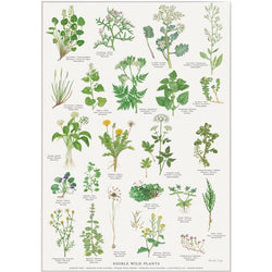 Køb Plakat Spiselige vilde planter | fra 39,95 |Fri fragt over 149 kr. | Hurtig levering | Dag til dag levering | Koustrup & Co | Billede, illustration, Kunst, Kirsten Tind