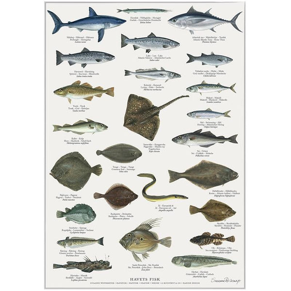 Køb Plakat Havets fisk | fra 39,95 | Fri fragt over 149 kr. | Hurtig levering | Dag til dag levering | Koustrup & Co | Billede, illustration, Kunst, Susanne Weitemeyer