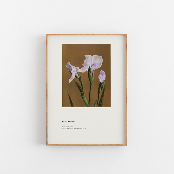 Køb Plakat Iris Kaempferi 30x40 cm | 279,95 | Fri fragt over 149 kr. | Hurtig levering | Dag til dag levering | Empty Wall | Billede, Kunst