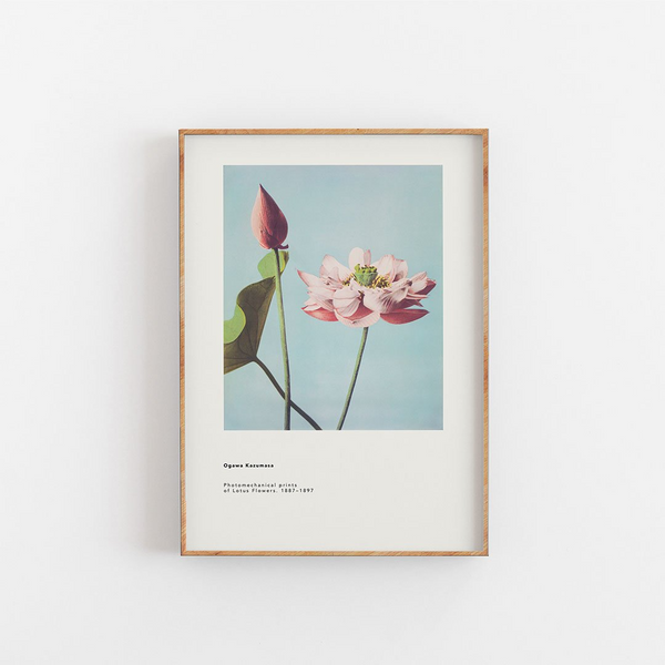 Køb Plakat Lotus Flowers 30x40 cm | 279,95 | Fri fragt over 149 kr. | Hurtig levering | Dag til dag levering | Empty Wall | Billede, Kunst