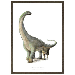Køb Plakat Alamosaurus A2 | Fri fragt over 149 kr. | Hurtig levering | Dag til dag levering | Koustrup & Co | Billede, illustration, Kunstprint, Kunst, Daniel Haase