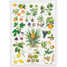 Køb Plakat Orangeri A2 | 79,95 | Fri fragt over 149 kr. | Hurtig levering | Dag til dag levering | Koustrup & Co | Billede, illustration, Kunst, Kirsten Tind