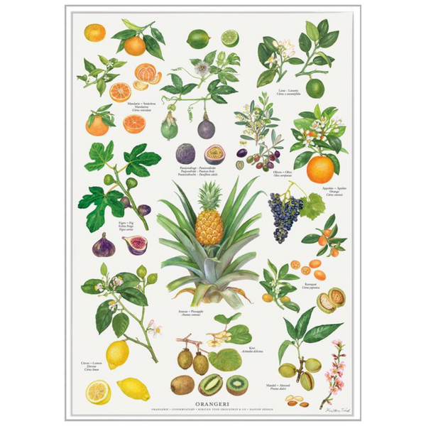 Køb Plakat Orangeri A2 | 79,95 | Fri fragt over 149 kr. | Hurtig levering | Dag til dag levering | Koustrup & Co | Billede, illustration, Kunst, Kirsten Tind