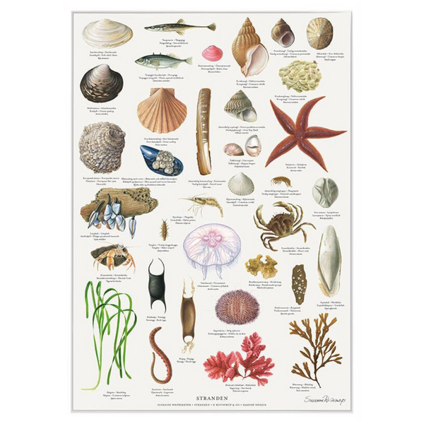 Køb Plakat Stranden A2 | Fri fragt over 149 kr. | Hurtig levering | Dag til dag levering | Koustrup & Co | Billede, illustration, Kunst, Susanne Weitemeyer