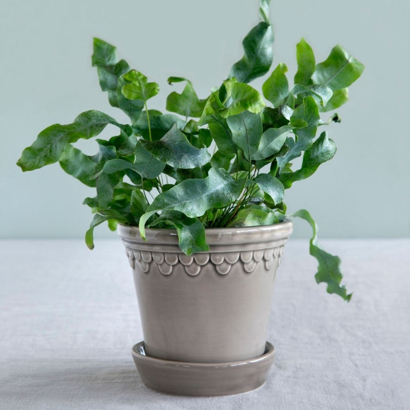 Urtepotte Københavner Pearl Grey