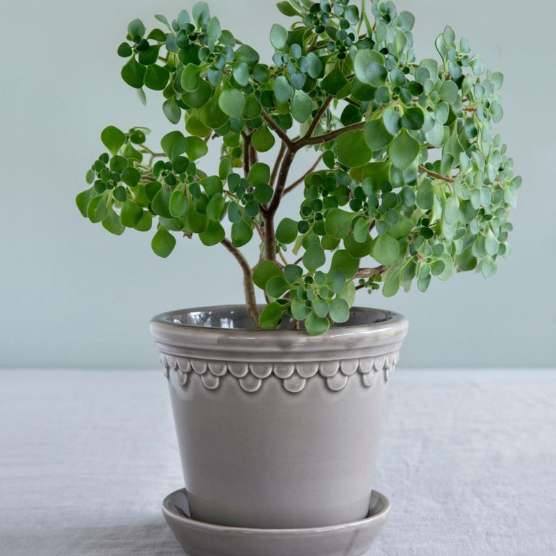 Urtepotte Københavner Pearl Grey