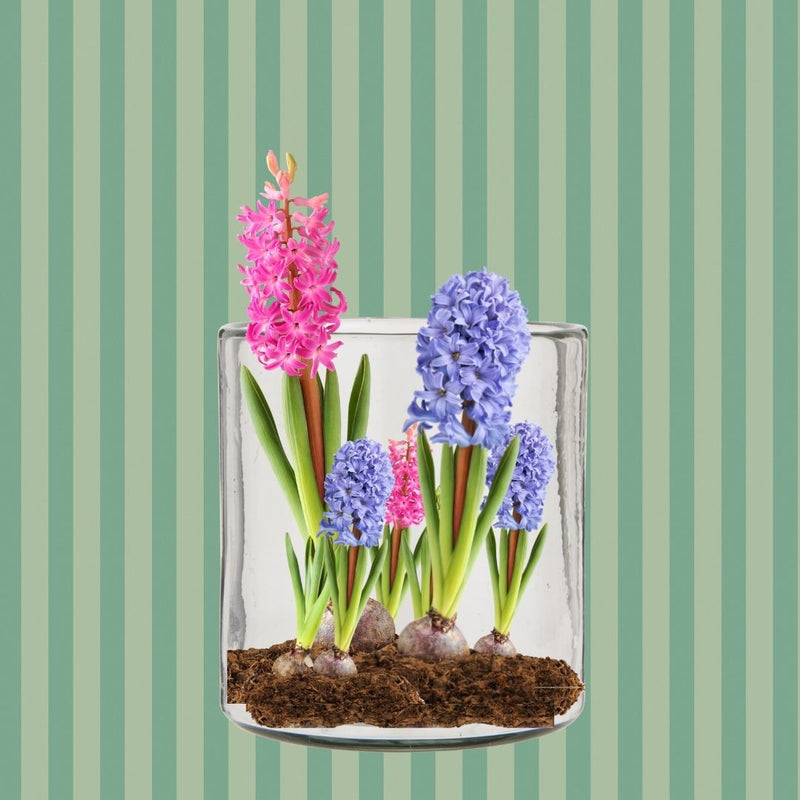 Køb Vase // Lygte tykt glas mundblæst | 159,95 | Fri fragt over 149 kr. | Hurtig levering | Dag til dag levering | Ib Laursen, Blomstervase, Blomster, Skjuler, Glasvase, Dekorativ, Hurricane